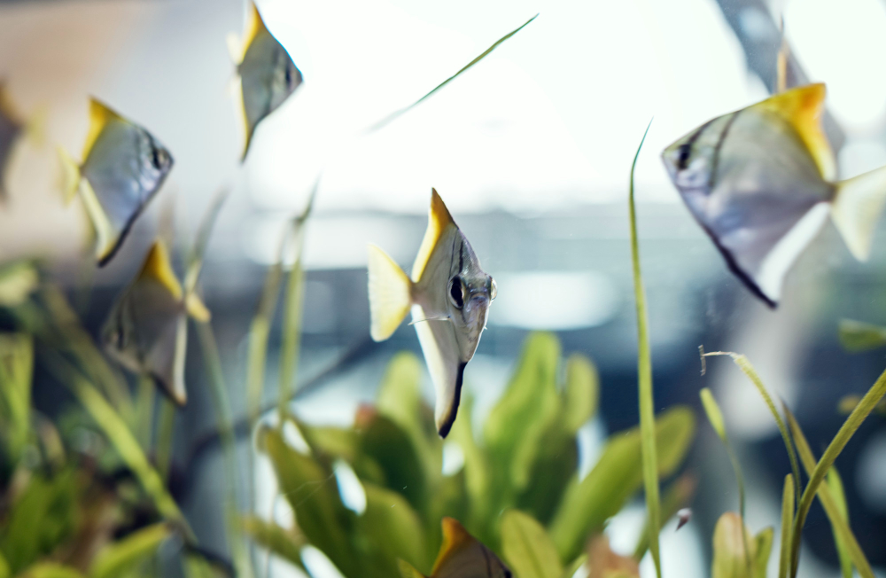 Aquaculture