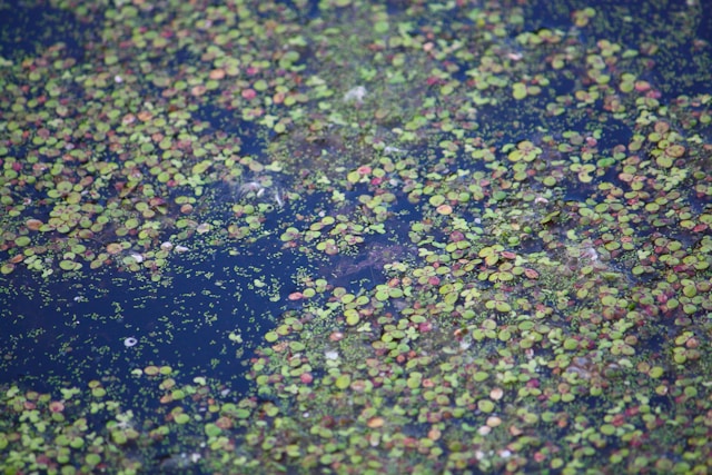 Lakes and Ponds